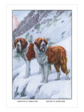 Two Saint Bernards