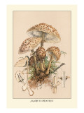 Buy Agaricus Procerus at AllPosters.com