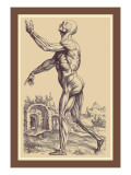 Buy The Second Plate of the Muscles at AllPosters.com