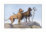 Great Danes