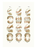 Buy Teeth Plate Description at AllPosters.com