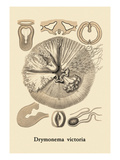 Buy Jellyfish: Drymonema Victoria at AllPosters.com