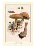 Buy Boletus Edulis at AllPosters.com
