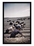 Buy Japanese-American Camp, War Emergency Evacuation at AllPosters.com