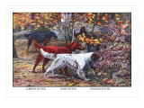 Gordon Setter, Irish Setter, English Setter