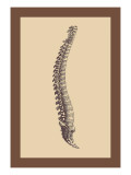 Buy Backbone at AllPosters.com