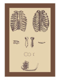 Buy Ribcages at AllPosters.com