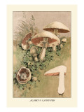 Buy Agaricus Campestris at AllPosters.com