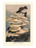 Buy Agaricus Ostreatus at AllPosters.com