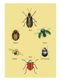 Beetles of Brazil, Britain, England and Saint Domingo
