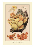 Buy Polyporus Sulphureus at AllPosters.com