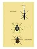 Beetles: Brentus Anchorago, Curculio Geoffroy