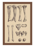 Buy Leg Bones at AllPosters.com