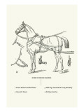 Buy Single Harness Horse at AllPosters.com