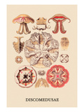 Buy Jellyfish: Discomedusae at AllPosters.com