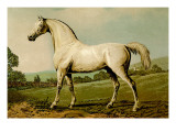 Buy Mambrino at AllPosters.com