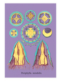 Buy Jellyfish: Periphylla Mirabilis at AllPosters.com