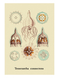 Buy Jellyfish: Tesserantha Connectens at AllPosters.com