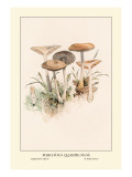 Buy Poisonous Champignous at AllPosters.com