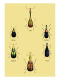 Beetles from Around the World