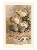 Buy Helvella Crispa at AllPosters.com