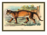 Puma