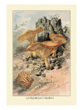 Buy Canthareius Cibarius at AllPosters.com