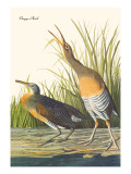 Clapper Rail