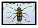 Beetle: Lamia Tricincta