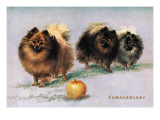 Three of Mrs. Hall Walker's Champion Pomeranians