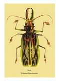 Beetle: Brazilian Prionus Cervicornis