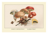 Buy Boletus Subtomentosus and Boletus Chrysenteron at AllPosters.com