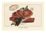 Buy Fistulina Hepatica at AllPosters.com