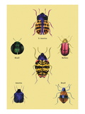 Beetles of Barbary and the Americas