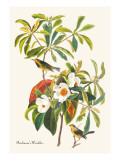 Bachman's Warbler
