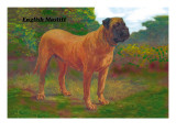 English Mastiff Champion
