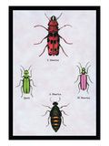 Beetles from North and South America and Spain
