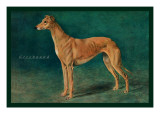 Coursing Greyhound