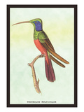 Trochilus Multicolor