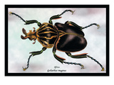 Beetle: African Goliathus Magnus