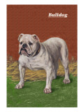 White Bulldog