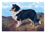 Reverend Hamilton's Collie