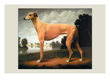 Greyhound on a Parkland Landscape