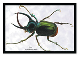 Beetle: Scarabaeus Atlas of Java