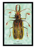 Beetle: Brazilian Prionus Cervicornis