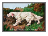 Typical English Setter