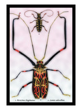 Beetles: Acrocinus Longimanus and Lamia Subocellata