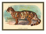 The Clouded Leopard