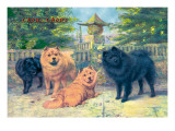 Four Champion Chow-Chows