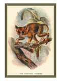 Buy The Spectral Tarsier at AllPosters.com